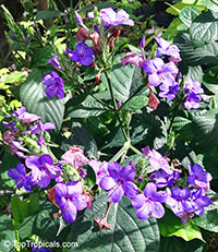 Eranthemum pulchellum, Eranthemum nervosum, Blue sage, Blue eranthemum, Lead Flower

Click to see full-size image