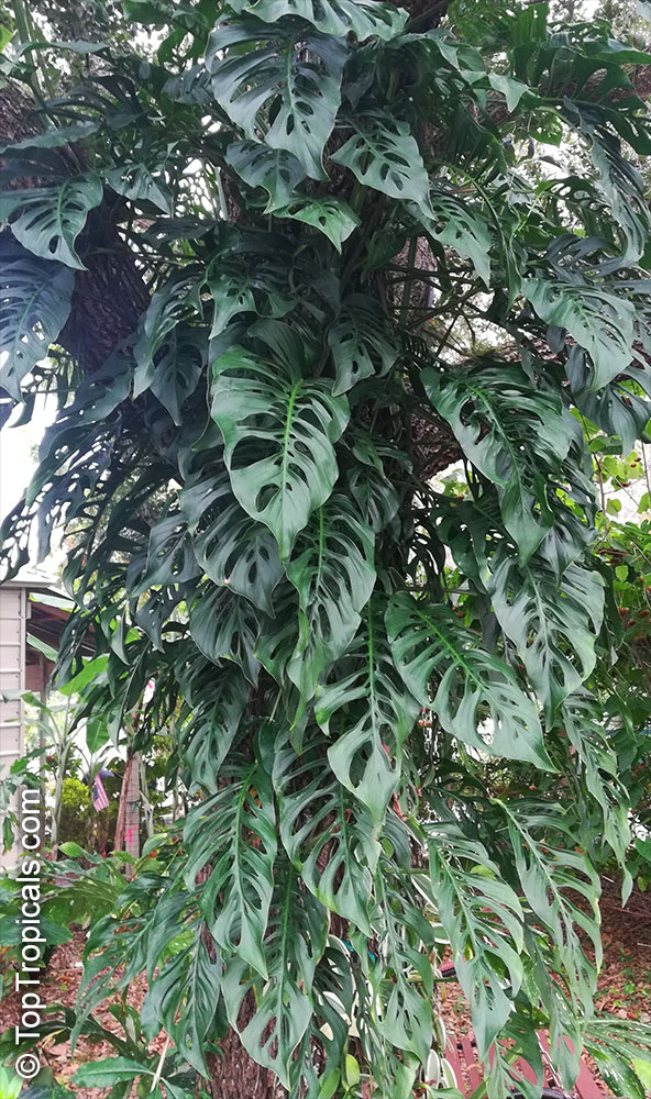 Monstera obliqua, Monstera, Window Leaf, Swiss Cheese Philodendron