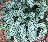 Ctenanthe sp., Bamburanta, Never-Never Plant

Click to see full-size image