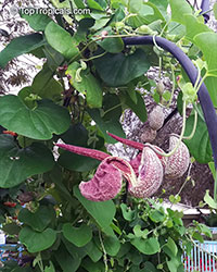 Aristolochia labiata, Aristolochia brasiliensis, Mottled Dutchman&apos;s Pipe, Roster Flower