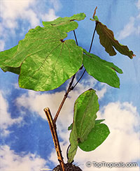 Bauhinia aureifolia, Gold Leaf Bauhinia, Bai Mai Si Thong

Click to see full-size image