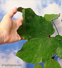 Bauhinia aureifolia, Gold Leaf Bauhinia, Bai Mai Si Thong

Click to see full-size image