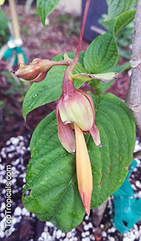 Deppea splendens, Csapodya splendens, Golden Fuchsia

Click to see full-size image