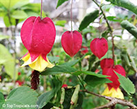 Abutilon megapotamicum, Abutilon vexillarium, Flowering Maple, Trailing Abutilon, Brazilian Bell-flower

Click to see full-size image