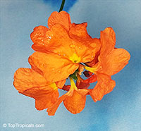 Crossandra infundibuliformis, Crossandra undulifolia Orange, Tropic Flame

Click to see full-size image