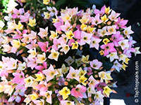 Kalanchoe blossfeldiana hybrids, Kalanchoe, Christmas Kalanchoe

Click to see full-size image