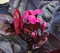 Pseuderanthemum x carruthersii, Pseuderanthemum carruthersii var. atropurpureum Rubrum, Iguana Mia, Black-Purple-Green Varnish

Click to see full-size image