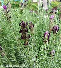 Lavandula stoechas , Spanish Lavender, Stoechas Lavender, Topped Lavender, Rabbit Ears, Papillon 

Click to see full-size image