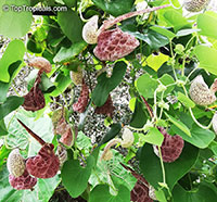 Aristolochia labiata, Aristolochia brasiliensis, Mottled Dutchman's Pipe, Roster Flower

Click to see full-size image