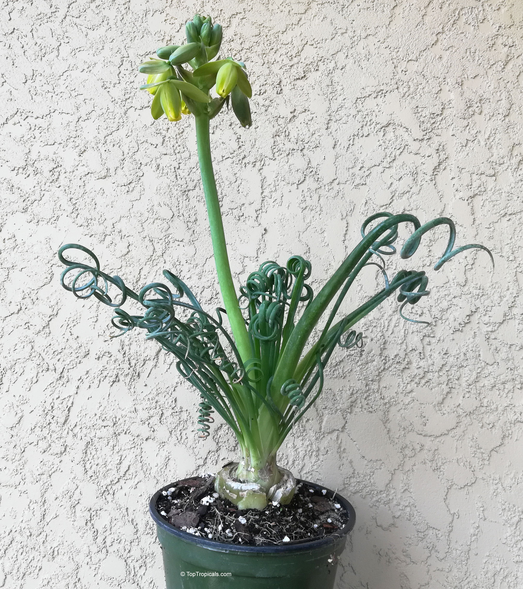 Albuca spiralis (Frizzle Sizzle) with distinct curly green leaves and a yellow flower spike. Albuca spiralis (Frizzle Sizzle) green curly leaves and yellow flower on a plant.