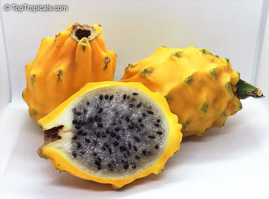 Yellow Dragon Fruit, Selenicereus megalanthus, fruit