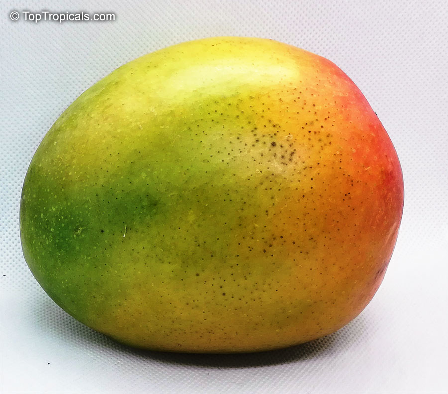 Mangifera indica, Mango. Mango Kent