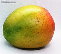 Mangifera indica, Mango

Click to see full-size image