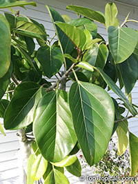 Ficus sp., Ficus

Click to see full-size image