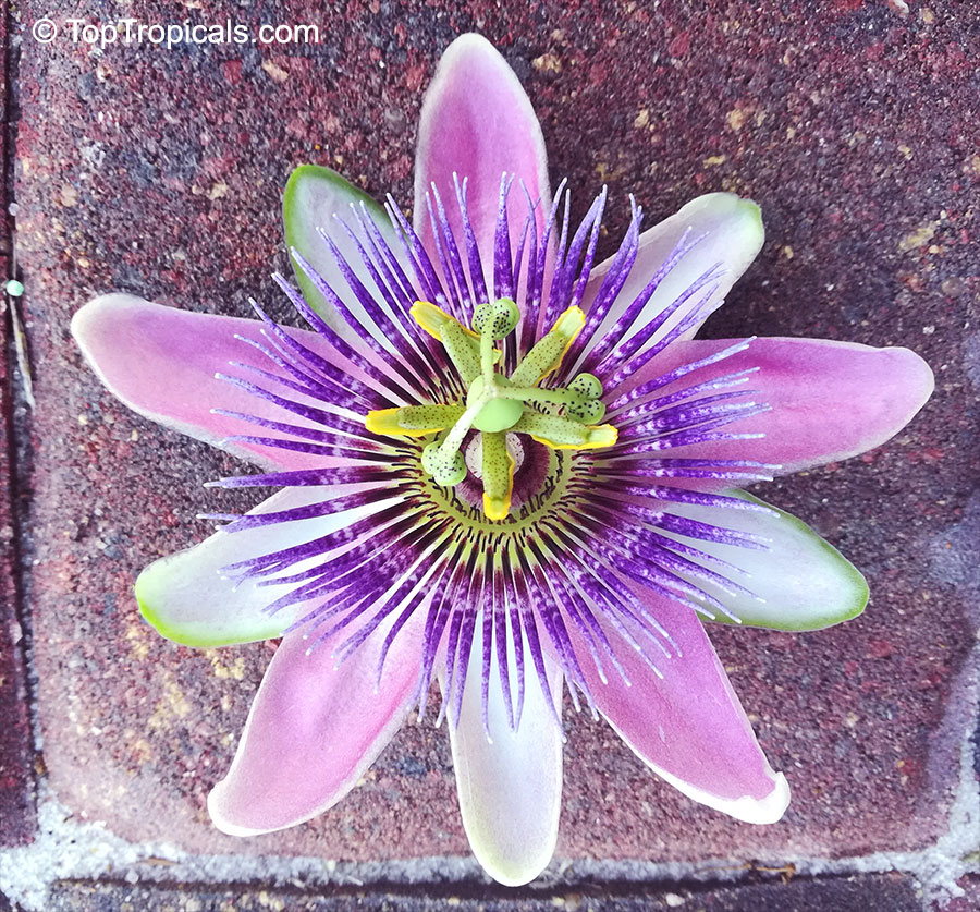 Passiflora, Passion fruit, Flower