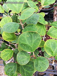 Ficus deltoidea, Ficus diversifolia, Mistletoe Fig