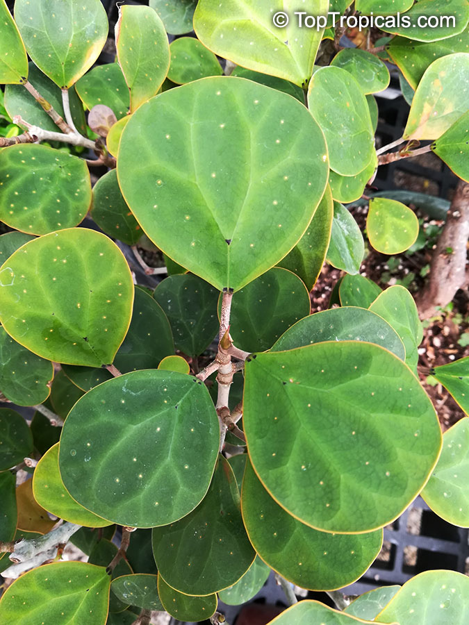Ficus deltoidea - Mistletoe Fig