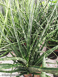 Sansevieria sp., Mother-in-law&apos;s Tongue, Devil&apos;s Tongue, Jinn&apos;s Tongue, Bow String Hemp, Snake Plant