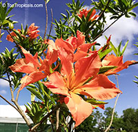 Erblichia odorata , Flor de Fuego, Butterfly Tree 

Click to see full-size image