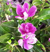 Catharanthus roseus, Vinca rosea, Madagascar Periwinkle, Vinca

Click to see full-size image