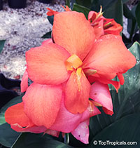 Canna sp., Canna Lily, Canna

Click to see full-size image