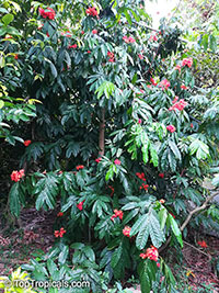 Saraca indica, Saraca asoca, Jonesia asoca, Ashoka Tree, Jonesia Asoka, Gandhapushpa, Sorrowless Tree

Click to see full-size image