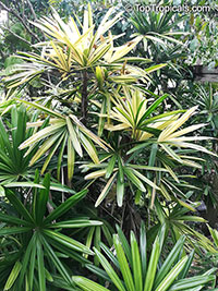 Rhapis excelsa, Lady Palm

Click to see full-size image
