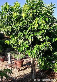 Cinnamomum sp., Cinnamon

Click to see full-size image