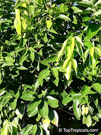 Cinnamomum sp., Cinnamon

Click to see full-size image