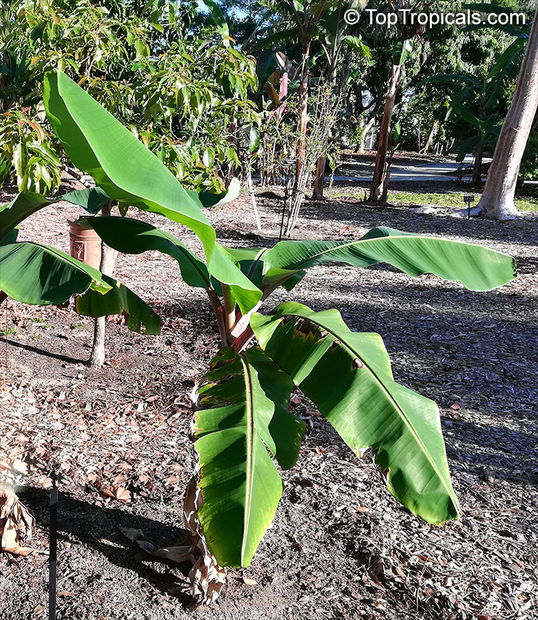 Musa sp., Banana, Bananier Nain, Canbur, Curro, Plantain. Musa 'Dwarf Cuban Red'