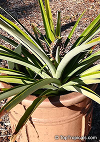 Ananas sp., Pineapple, Pina