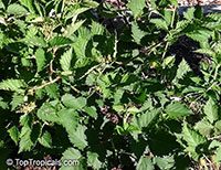 Rubus fruticosus , Blackberry, Dewberry 

Click to see full-size image