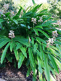 Alpinia sp., Ginger Lily

Click to see full-size image