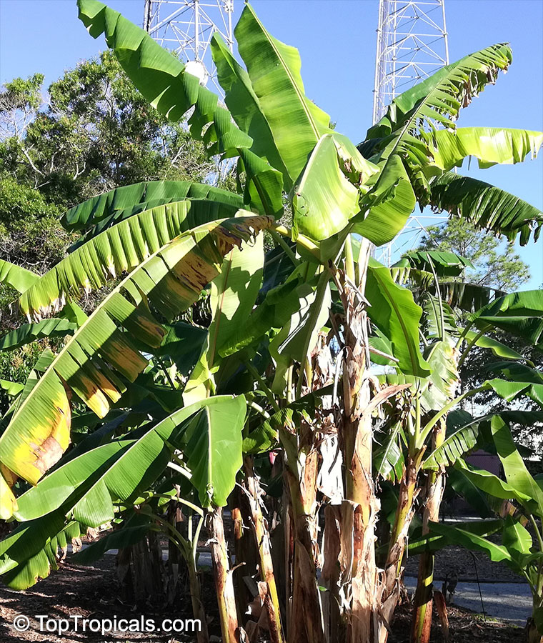 Musa sp., Banana, Bananier Nain, Canbur, Curro, Plantain. Musa acuminata 'Williams Hybrid'