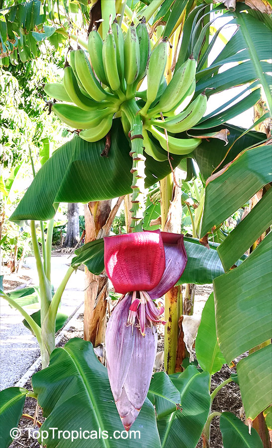 Musa sp., Banana, Bananier Nain, Canbur, Curro, Plantain. Musa acuminata 'Hua Moa'