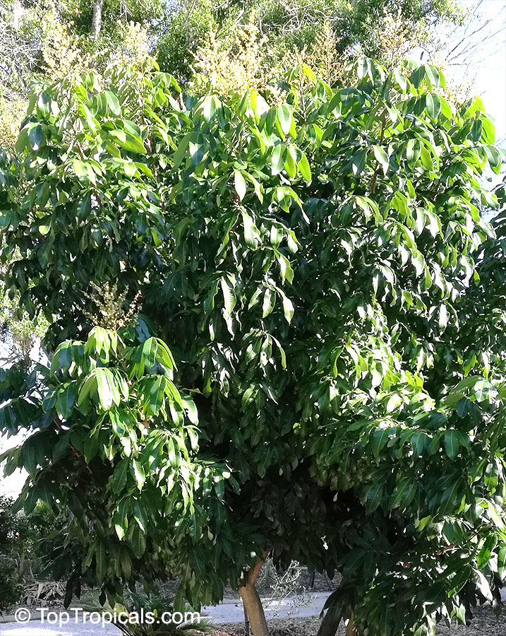 Dimocarpus longan, Euphoria longana, Nephelium longana, Longan, Dragon's Eye