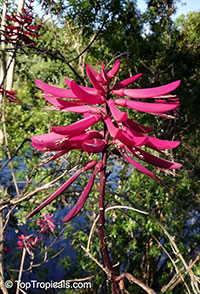 Erythrina herbacea, Coral tree, Coral bean, Cardinal-spear, Cherokee-bean

Click to see full-size image