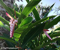 Alpinia sp., Ginger Lily

Click to see full-size image
