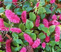 Acalypha hispaniolae, Acalypha pendula, Strawberry Firetails, Dwarf Cat Tails, Kitten�s Tail, Trailing Acalypha, Firetail Chenille Plant

Click to see full-size image