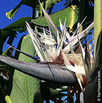 Strelitzia nicolai, Giant Bird of Paradise, White Bird of Paradise

Click to see full-size image