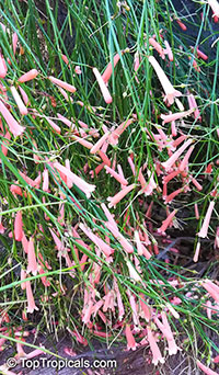Russelia equisetiformis, Firecracker Fern, Coral Plant

Click to see full-size image