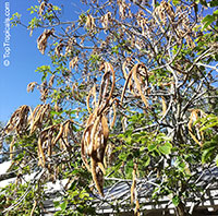 Tabebuia sp., Trumpet Tree

Click to see full-size image