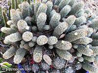 Mammillaria sp., Mammillaria

Click to see full-size image