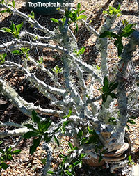 Pachypodium saundersii, Pachypodium lealii subs. saundersii, Pachypodium saundersii

Click to see full-size image