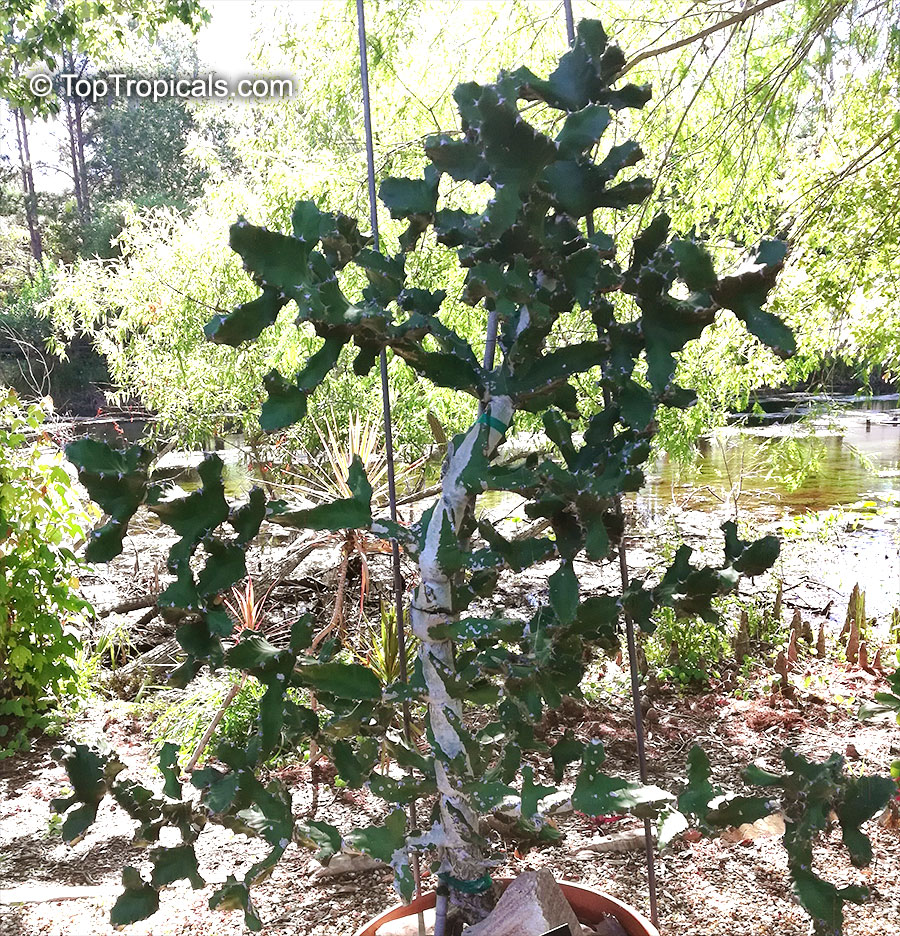 Euphorbia lactea, Candelabra Plant, Elkhorn. Euphorbia lactea monstrosa