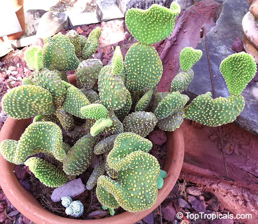 Opuntia microdasys, Angel's-wings, Bunny Ears Cactus, Bunny Cactus, Polka-dot Cactus