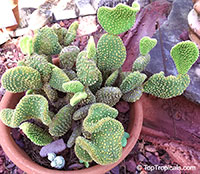Opuntia microdasys, Angel's-wings, Bunny Ears Cactus, Bunny Cactus, Polka-dot Cactus

Click to see full-size image