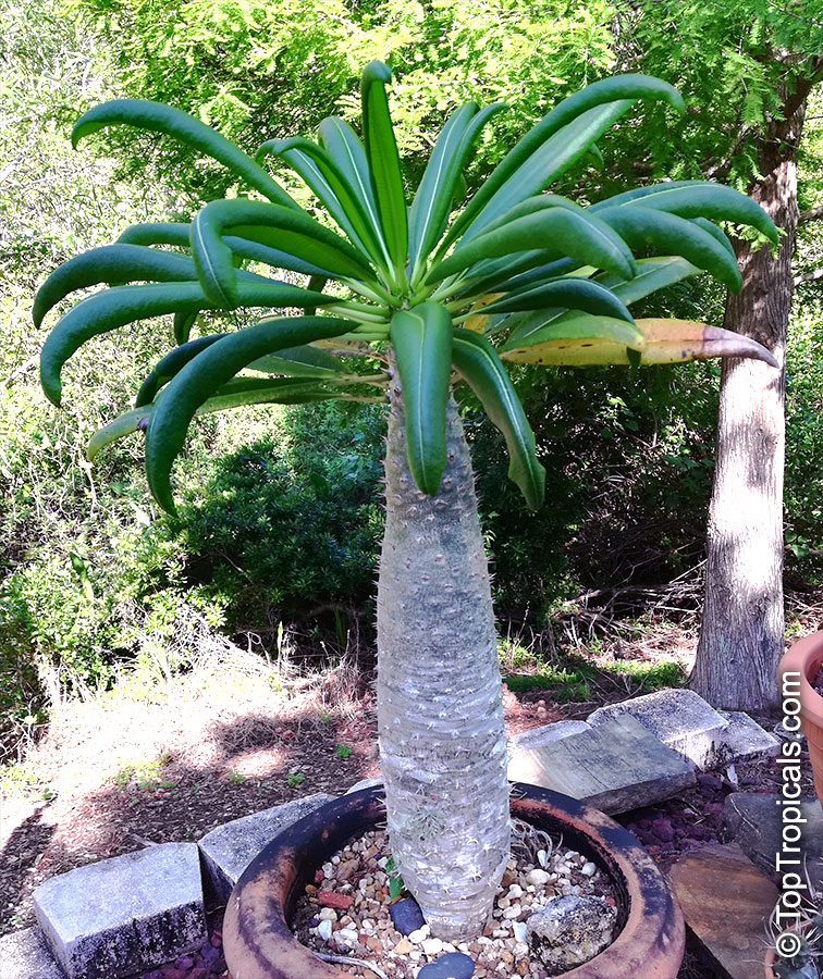 Pachypodium lamerei, Madagascar Palm