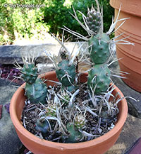 Tephrocactus articulatus, Paper Spine Cactus

Click to see full-size image
