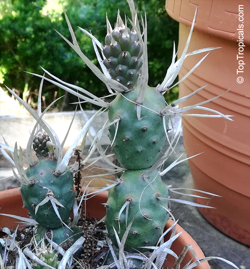 Tephrocactus articulatus, Paper Spine Cactus